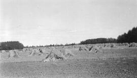 Crop Sheaves Stooked After Cutting