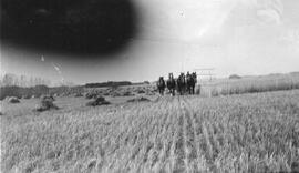 Horses Working in a Field