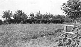 Row of Trees and Shrubs