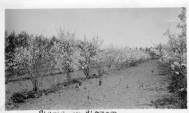 Plums in Blossom