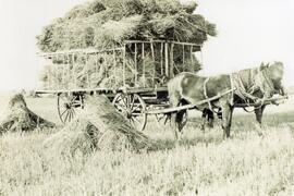 Two horses hitched to wagon