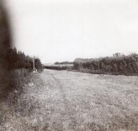 Plants and a Grassy Area