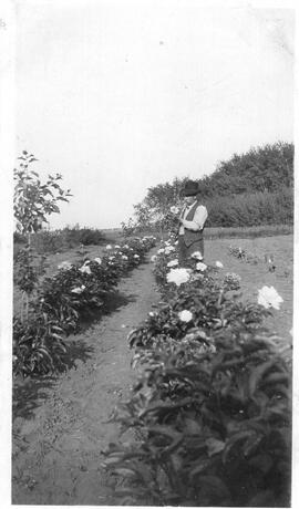 Seager wheeler in Garden