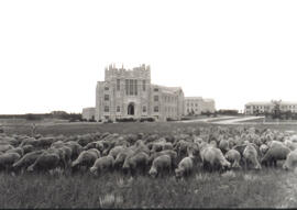 Agriculture - Sheep