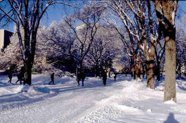 Winter view of campus