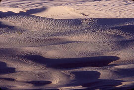 The Great Sand Hills of Saskatchewan