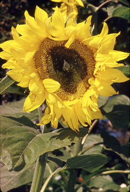 Sunflower bloom (helianthus petiolaris)