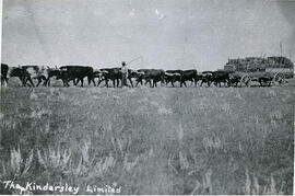 Ox team pulling a load of hay