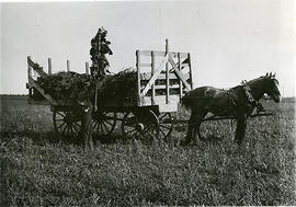 Field Crop of Sunflowers