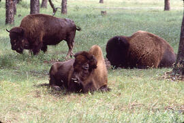 Several Bison in Prince Albert National Park