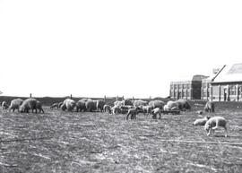 Agriculture - Sheep