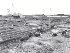 Beef Cattle Research Station