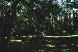 Tree shadows