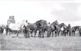 Horse Exhibition - Saltcoats, Saskatchewan