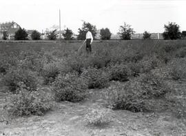 Agricultural Research - Experimental Plots