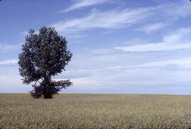 A lone tree in a field
