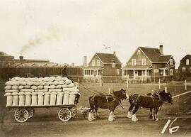 Agriculture - Horses