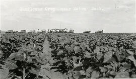 Field Crop of Sunflowers - Eston