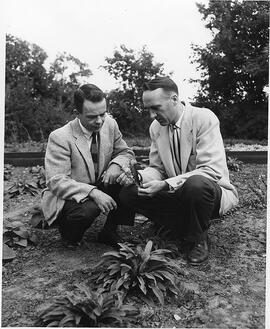 Agricultural Research - Experimental Plots