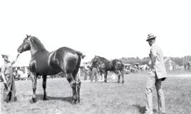 Horse Exhibition - Saltcoats, Saskatchewan