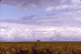 Flat horizon over a field