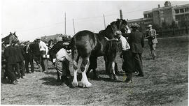 Farm Boys Club - Livestock Judging - Saskatoon