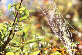 Morning dew on a spider web