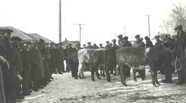 Cattle Exhibition - Vawn Fair