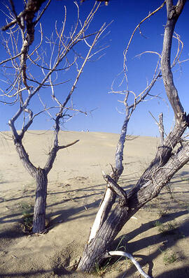 Trees of the Great Sand Hills of Saskatchewan