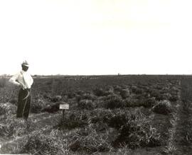 Agricultural Research - Experimental Plots