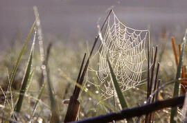 A spider web catching morning dew