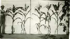 Exhibit of Corn