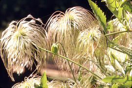 Western Clematis (clematis ligusticfolia)
