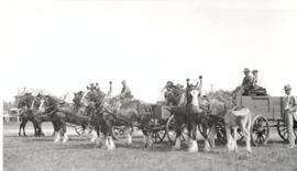 Horse Exhibition - Saltcoats, Saskatchewan