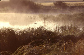 Mist over a pond