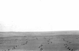 Prairie Wheat Fields