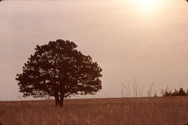 A lone tree in the Cypress Hills