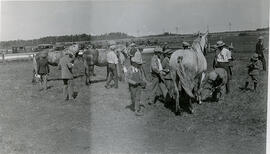 Farm Boys Club - Livestock Judging - Prince Albert